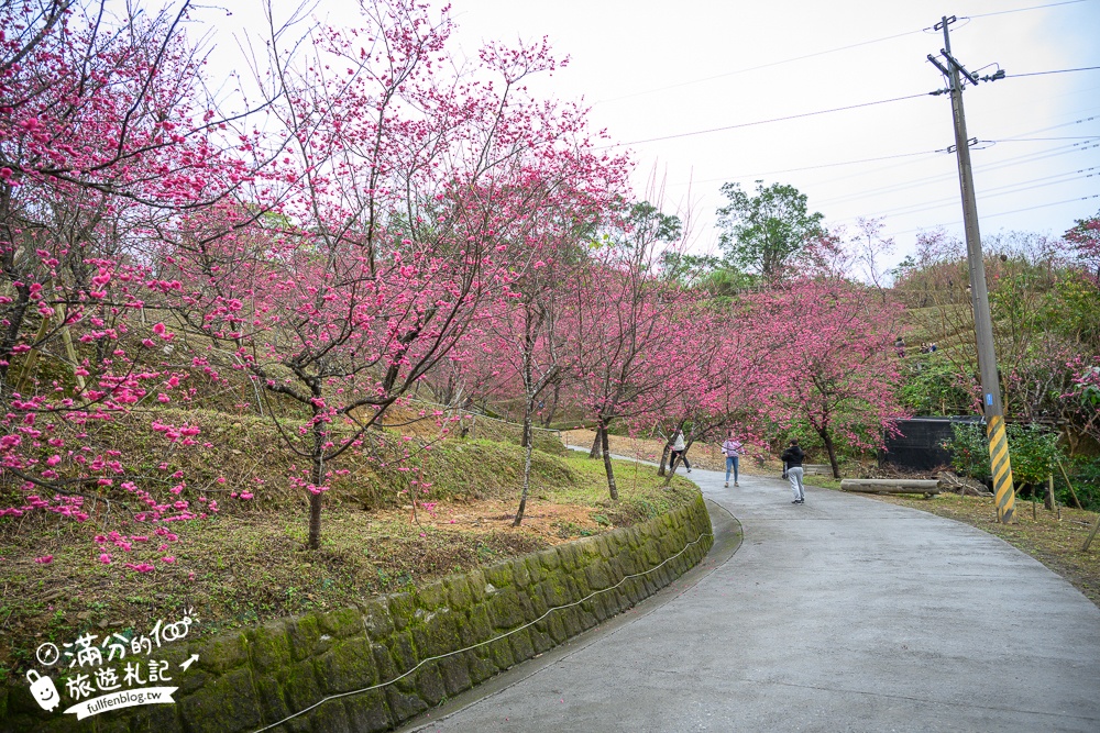 【2025松櫻秘境】宜蘭最新免門票櫻花路,與八重櫻王輕鬆合影還有紅色大鳥居!