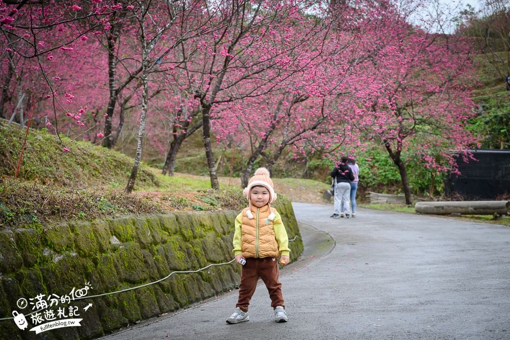 【2025松櫻秘境】宜蘭最新免門票櫻花路,與八重櫻王輕鬆合影還有紅色大鳥居!