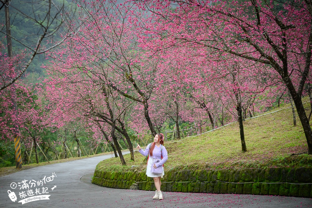 【2025松櫻秘境】宜蘭最新免門票櫻花路,與八重櫻王輕鬆合影還有紅色大鳥居!