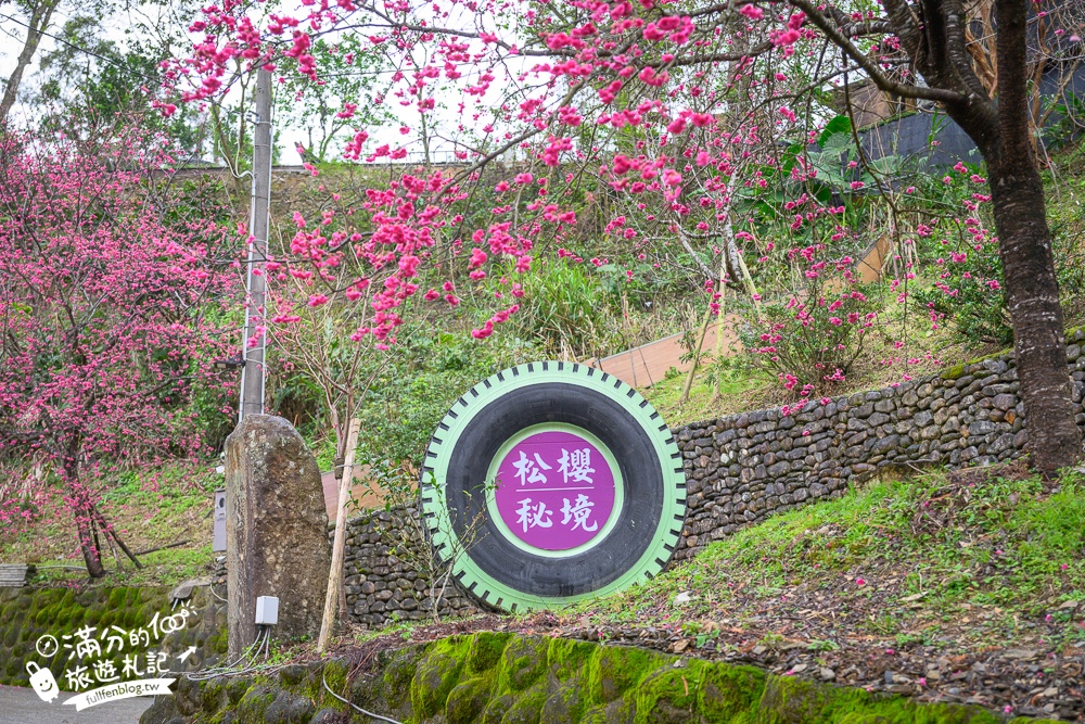 【2025松櫻秘境】宜蘭最新免門票櫻花路,與八重櫻王輕鬆合影還有紅色大鳥居!