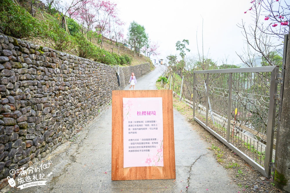 【2025松櫻秘境】宜蘭最新免門票櫻花路,與八重櫻王輕鬆合影還有紅色大鳥居!