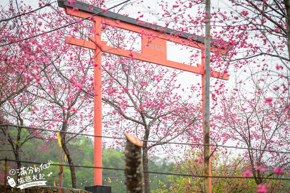 【2025松櫻秘境】宜蘭最新免門票櫻花路,與八重櫻王輕鬆合影還有紅色大鳥居!