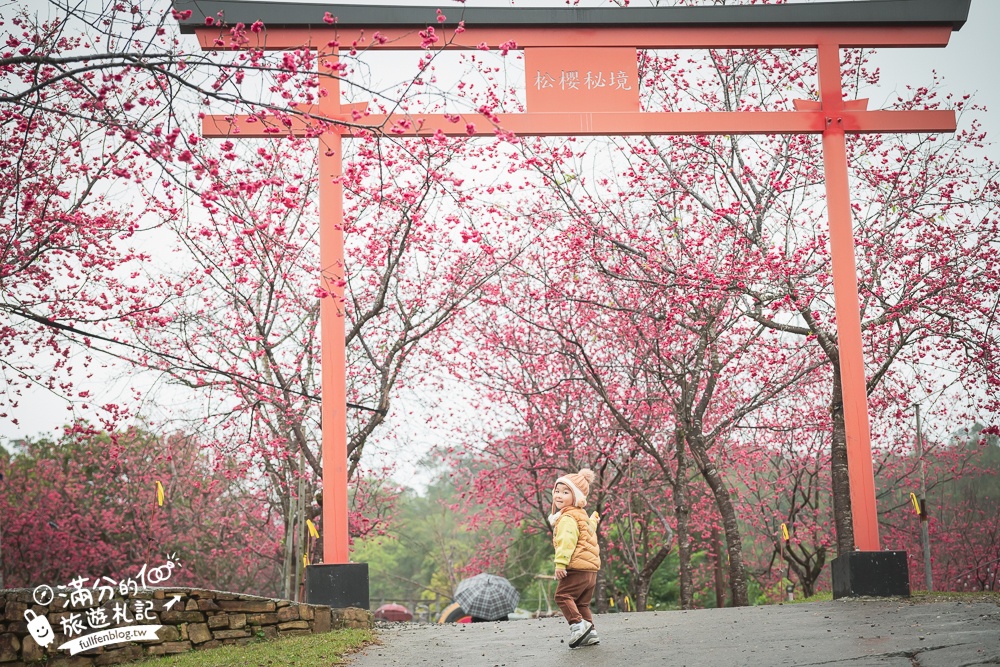 【2025松櫻秘境】宜蘭最新免門票櫻花路,與八重櫻王輕鬆合影還有紅色大鳥居!