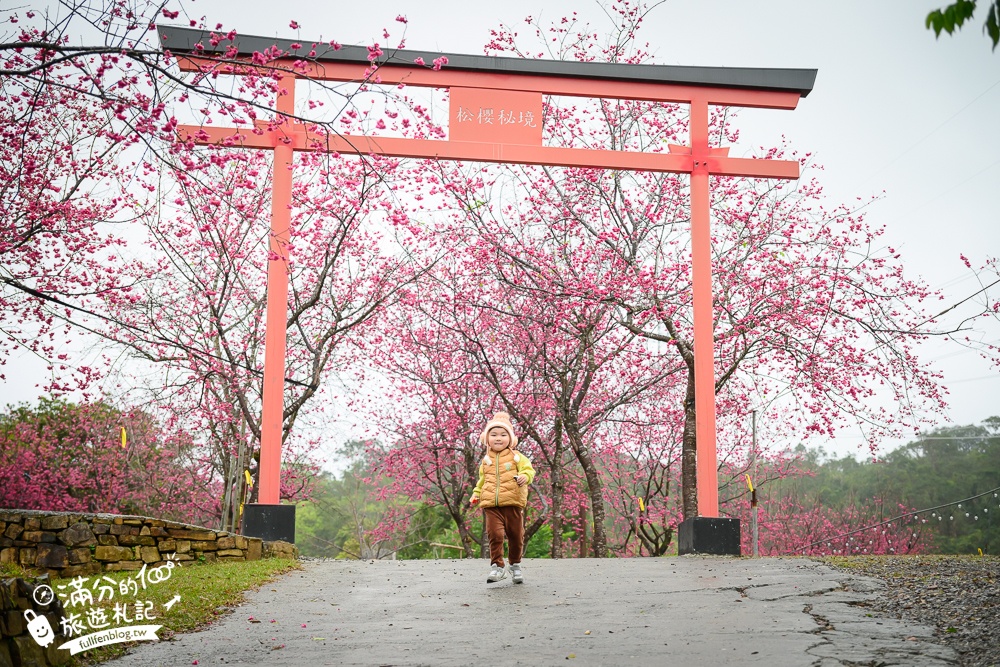 【2025松櫻秘境】宜蘭最新免門票櫻花路,與八重櫻王輕鬆合影還有紅色大鳥居!