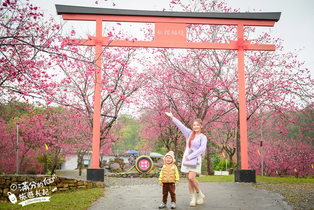 【2025松櫻秘境】宜蘭最新免門票櫻花路,與八重櫻王輕鬆合影還有紅色大鳥居!