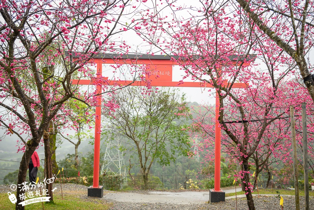 【2025松櫻秘境】宜蘭最新免門票櫻花路,與八重櫻王輕鬆合影還有紅色大鳥居!