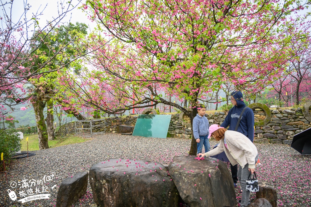 【2025松櫻秘境】宜蘭最新免門票櫻花路,與八重櫻王輕鬆合影還有紅色大鳥居!