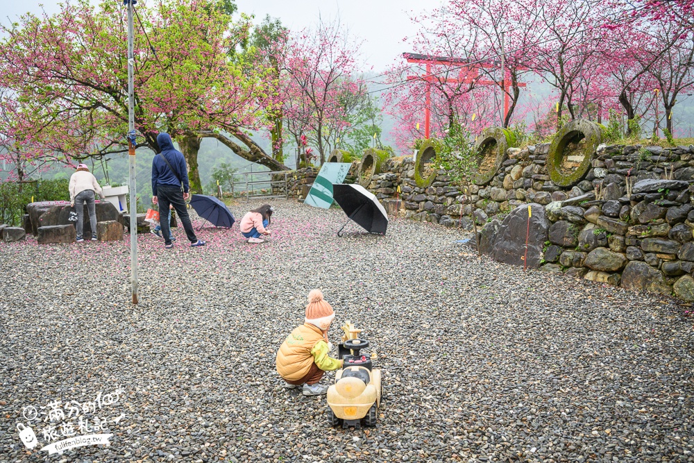 【2025松櫻秘境】宜蘭最新免門票櫻花路,與八重櫻王輕鬆合影還有紅色大鳥居!