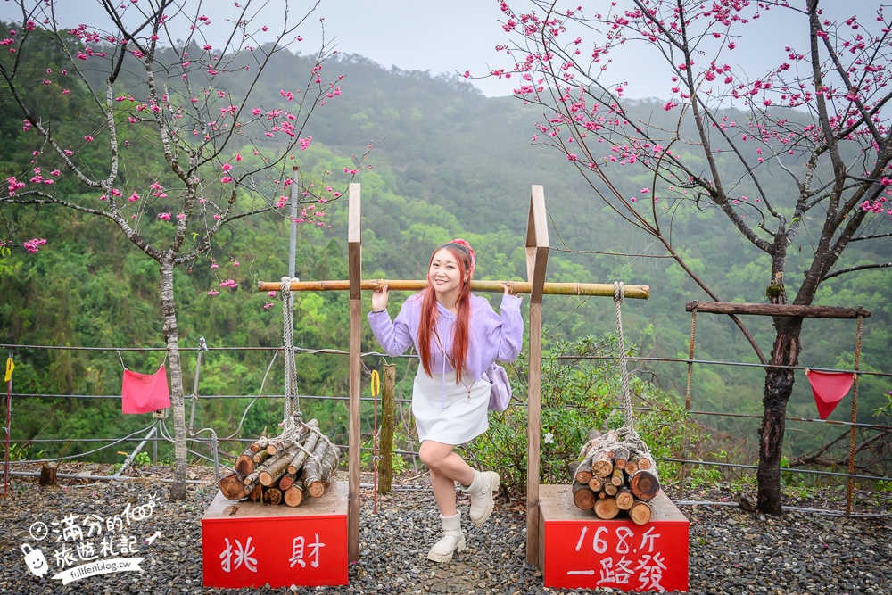 【2025松櫻秘境】宜蘭最新免門票櫻花路,與八重櫻王輕鬆合影還有紅色大鳥居!