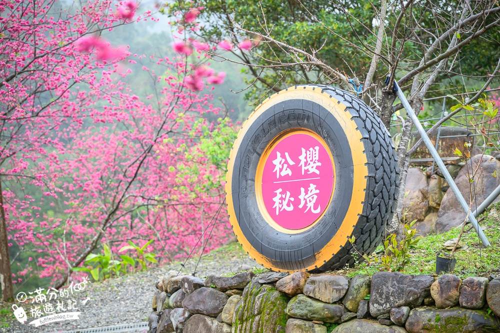 【2025松櫻秘境】宜蘭最新免門票櫻花路,與八重櫻王輕鬆合影還有紅色大鳥居!