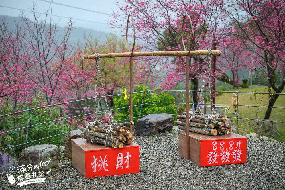【2025松櫻秘境】宜蘭最新免門票櫻花路,與八重櫻王輕鬆合影還有紅色大鳥居!