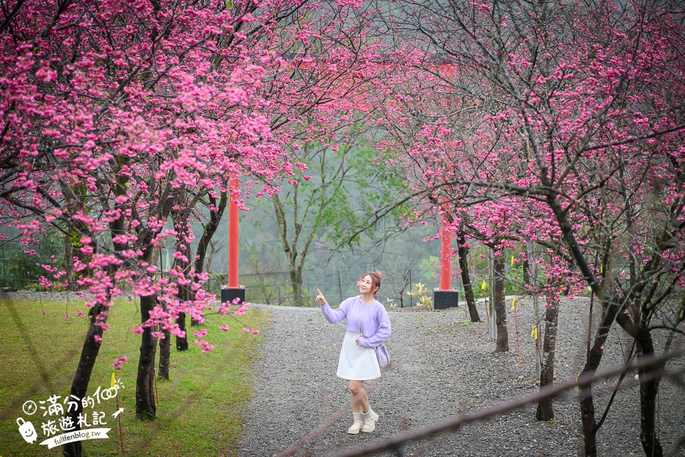 【2025松櫻秘境】宜蘭最新免門票櫻花路,與八重櫻王輕鬆合影還有紅色大鳥居!
