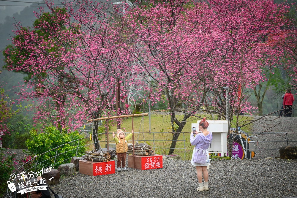 【2025松櫻秘境】宜蘭最新免門票櫻花路,與八重櫻王輕鬆合影還有紅色大鳥居!