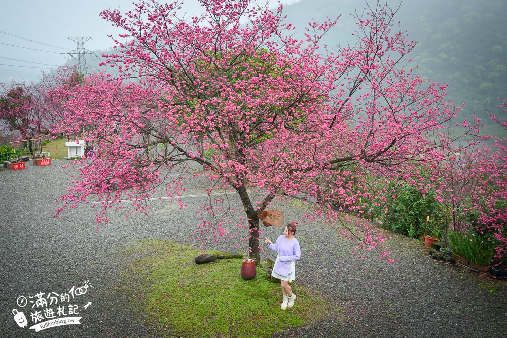 【2025松櫻秘境】宜蘭最新免門票櫻花路,與八重櫻王輕鬆合影還有紅色大鳥居!