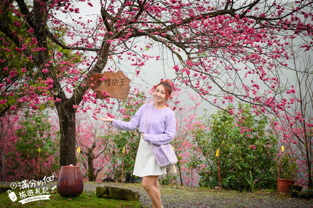 【2025松櫻秘境】宜蘭最新免門票櫻花路,與八重櫻王輕鬆合影還有紅色大鳥居!
