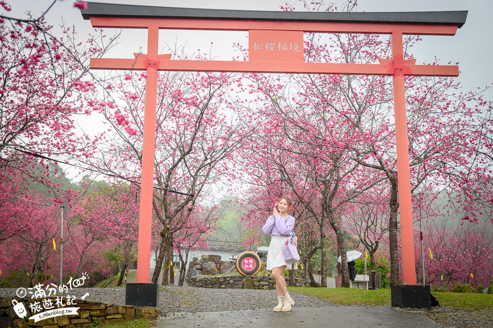 【2025松櫻秘境】宜蘭最新免門票櫻花路,與八重櫻王輕鬆合影還有紅色大鳥居!