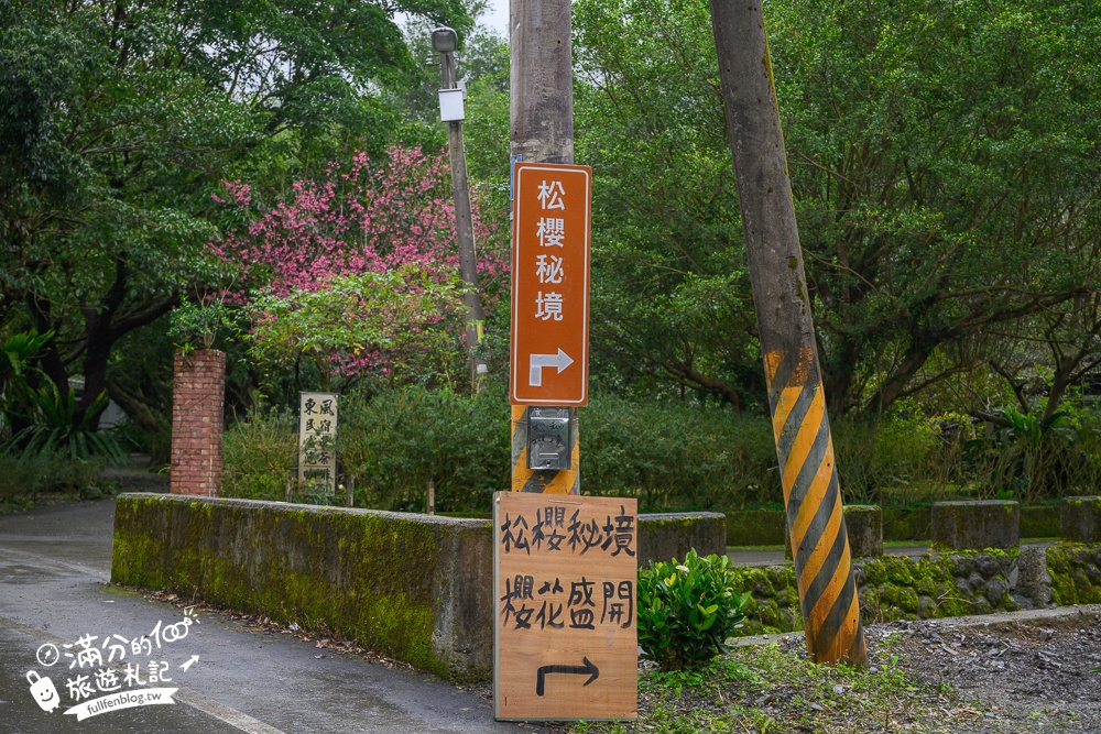 【2025松櫻秘境】宜蘭最新免門票櫻花路,與八重櫻王輕鬆合影還有紅色大鳥居!