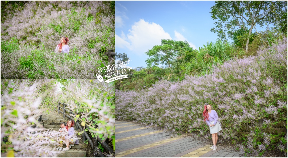 南投【清水溝溪麝香木花道】近瑞龍宮的麝香木花瀑布.麝香木花谷好震撼,綿延2公里的麝香木花道免費看! @滿分的旅遊札記