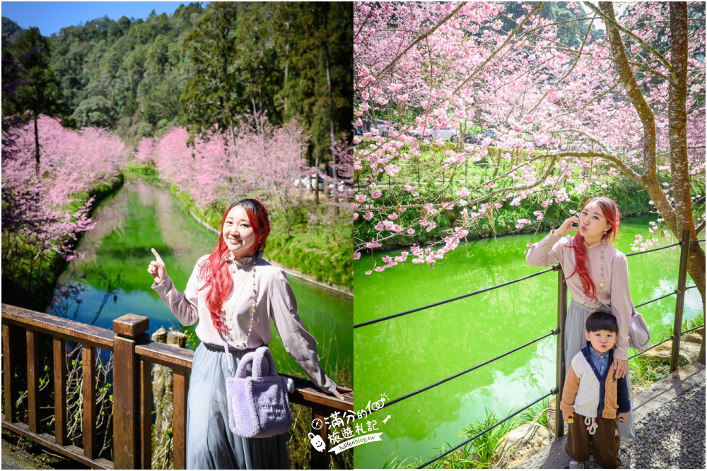 【2025杉林溪櫻花季玩樂攻略】南投杉林溪最美湖景櫻花&最新門票遊園接駁車資訊~杉林溪TOP3賞櫻人像拍照點!