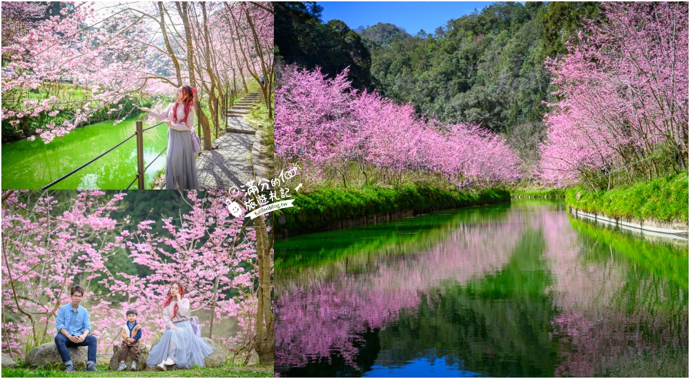 【2025杉林溪櫻花季玩樂攻略】南投杉林溪最美湖景櫻花&最新門票遊園接駁車資訊~杉林溪TOP3賞櫻人像拍照點!