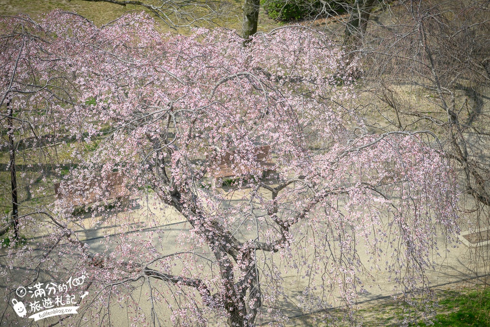 2025福岡【舞鶴公園櫻花季】最新花況!福岡城跡點燈&大濠公園,穿和服賞櫻超好看!
