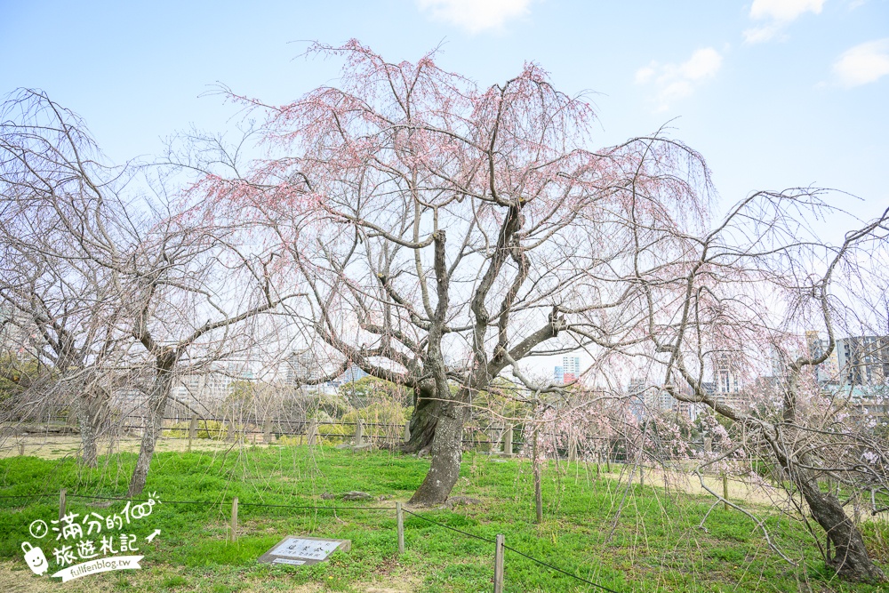 2025福岡【舞鶴公園櫻花季】最新花況!福岡城跡點燈&大濠公園,穿和服賞櫻超好看!