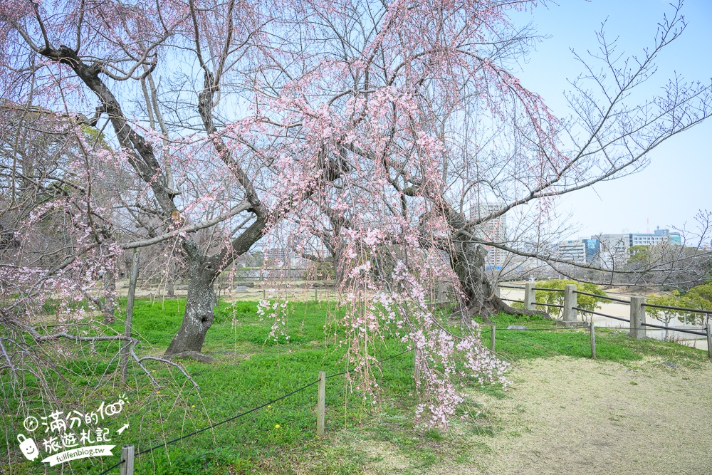 2025福岡【舞鶴公園櫻花季】最新花況!福岡城跡點燈&大濠公園,穿和服賞櫻超好看!
