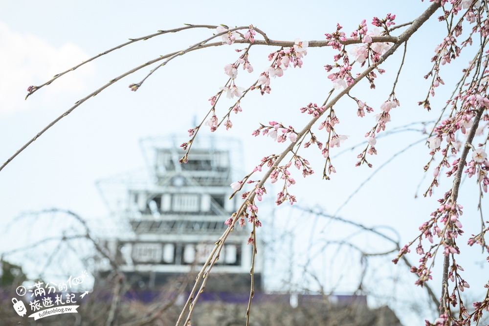 2025福岡【舞鶴公園櫻花季】最新花況!福岡城跡點燈&大濠公園,穿和服賞櫻超好看!