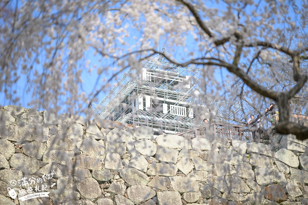 2025福岡【舞鶴公園櫻花季】最新花況!福岡城跡點燈&大濠公園,穿和服賞櫻超好看!