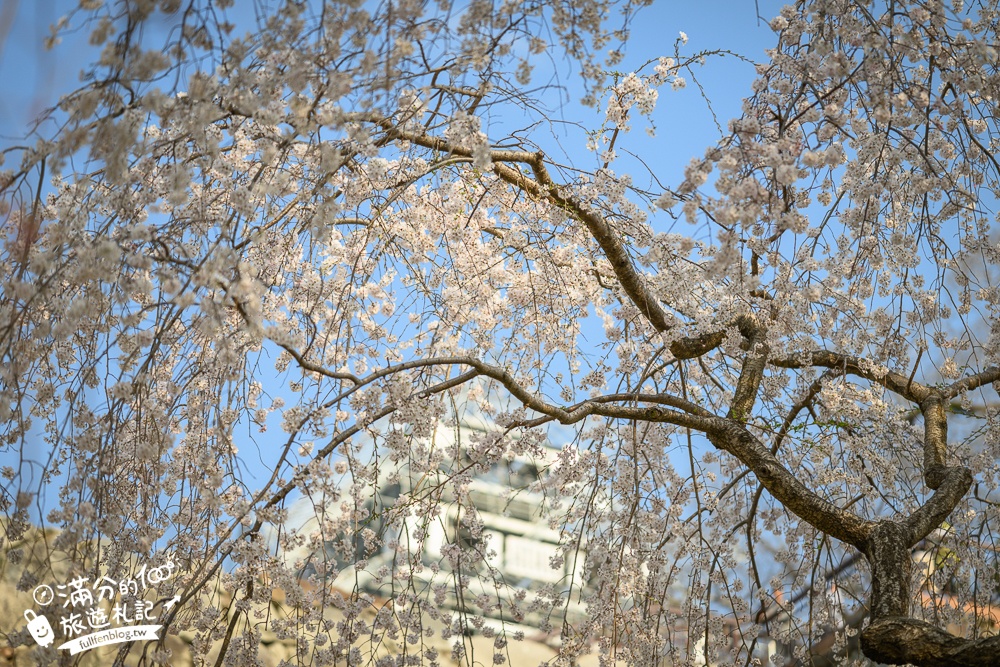 2025福岡【舞鶴公園櫻花季】最新花況!福岡城跡點燈&大濠公園,穿和服賞櫻超好看!