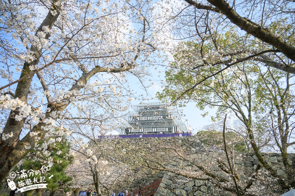 2025福岡【舞鶴公園櫻花季】最新花況!福岡城跡點燈&大濠公園,穿和服賞櫻超好看!