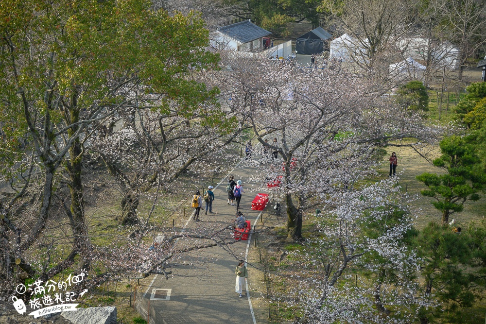 2025福岡【舞鶴公園櫻花季】最新花況!福岡城跡點燈&大濠公園,穿和服賞櫻超好看!