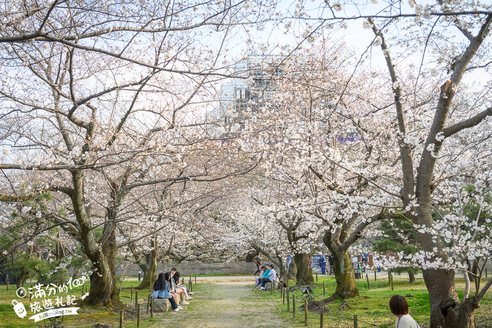 2025福岡【舞鶴公園櫻花季】最新花況!福岡城跡點燈&大濠公園,穿和服賞櫻超好看!