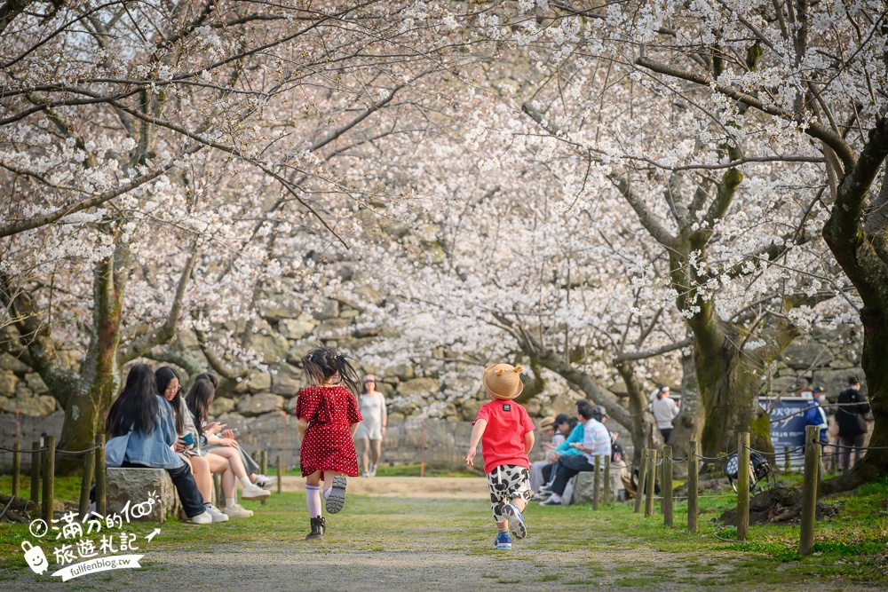 2025福岡【舞鶴公園櫻花季】最新花況!福岡城跡點燈&大濠公園,穿和服賞櫻超好看!