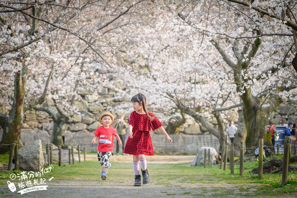 2025福岡【舞鶴公園櫻花季】最新花況!福岡城跡點燈&大濠公園,穿和服賞櫻超好看!