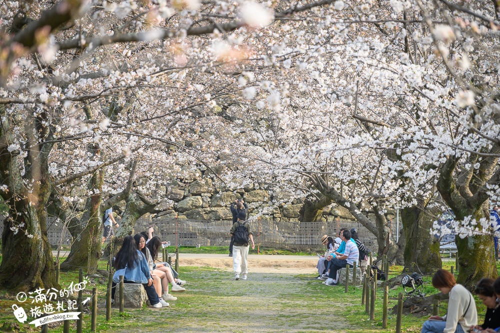 2025福岡【舞鶴公園櫻花季】最新花況!福岡城跡點燈&大濠公園,穿和服賞櫻超好看!