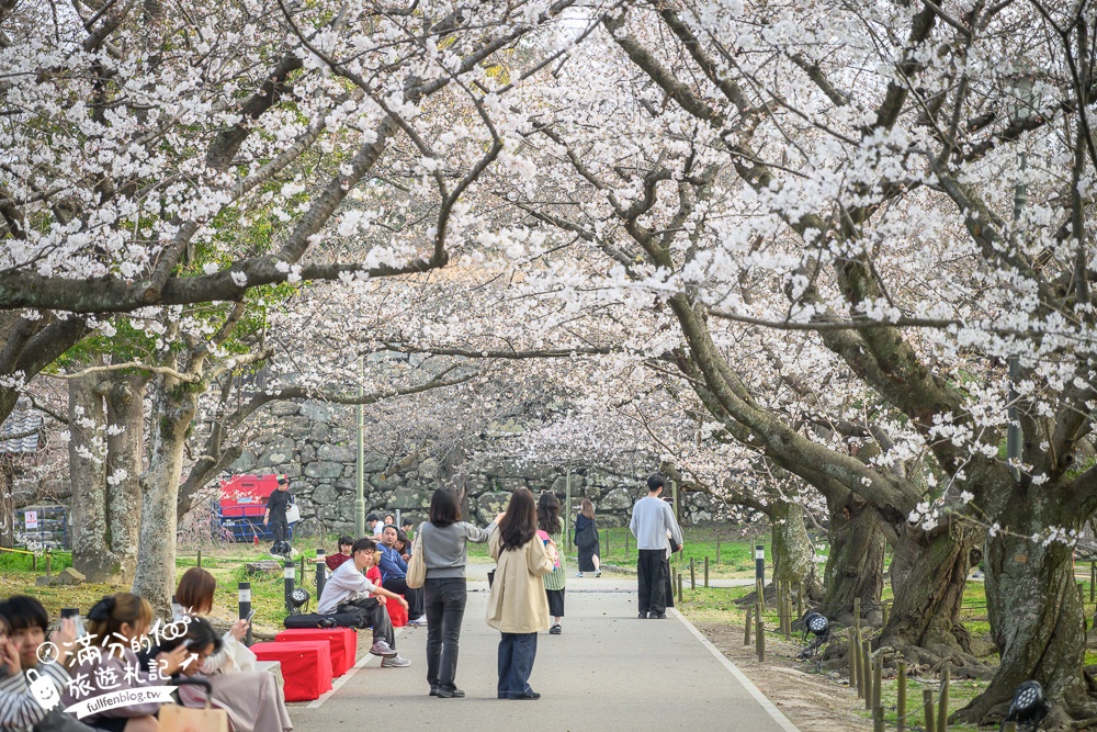 2025福岡【舞鶴公園櫻花季】最新花況!福岡城跡點燈&大濠公園,穿和服賞櫻超好看!