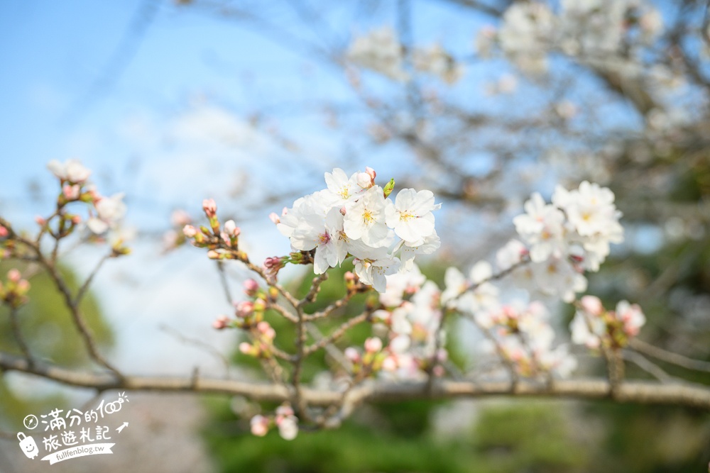 2025福岡【舞鶴公園櫻花季】最新花況!福岡城跡點燈&大濠公園,穿和服賞櫻超好看!
