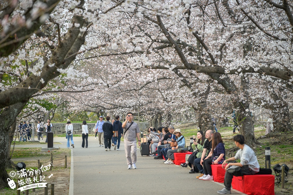 2025福岡【舞鶴公園櫻花季】最新花況!福岡城跡點燈&大濠公園,穿和服賞櫻超好看!