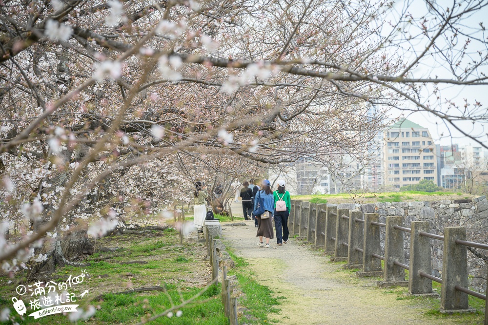 2025福岡【舞鶴公園櫻花季】最新花況!福岡城跡點燈&大濠公園,穿和服賞櫻超好看!