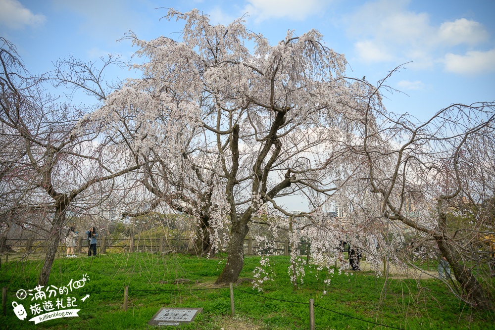 2025福岡【舞鶴公園櫻花季】最新花況!福岡城跡點燈&大濠公園,穿和服賞櫻超好看!