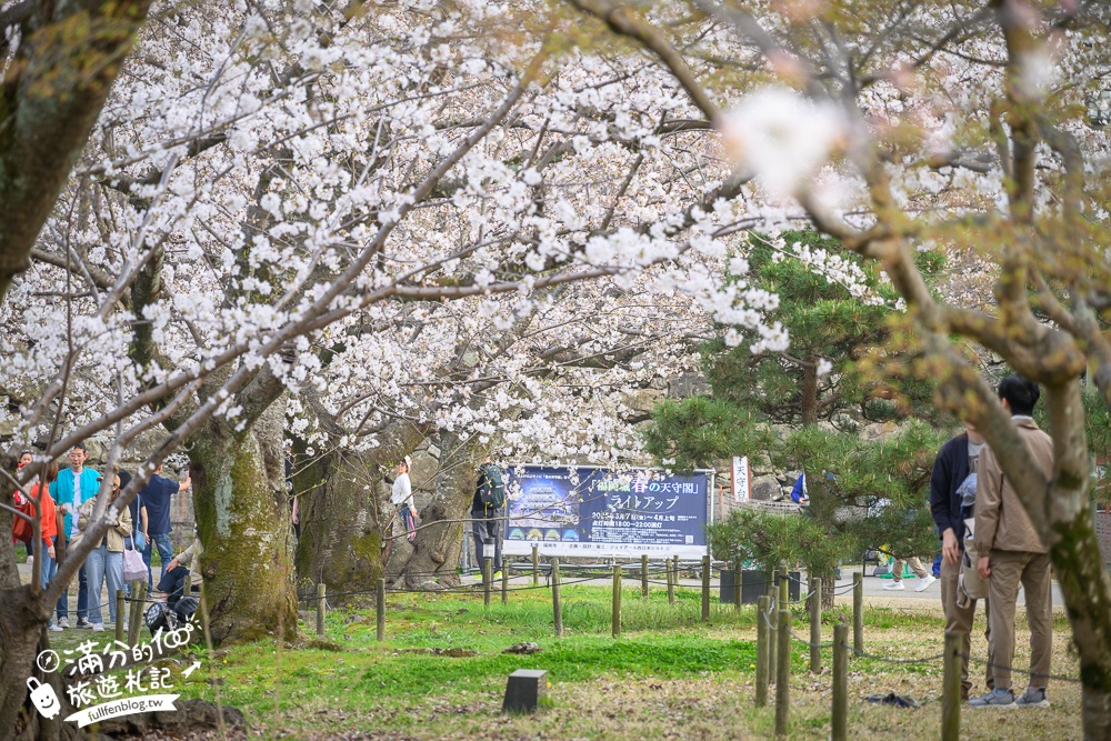 2025福岡【舞鶴公園櫻花季】最新花況!福岡城跡點燈&大濠公園,穿和服賞櫻超好看!