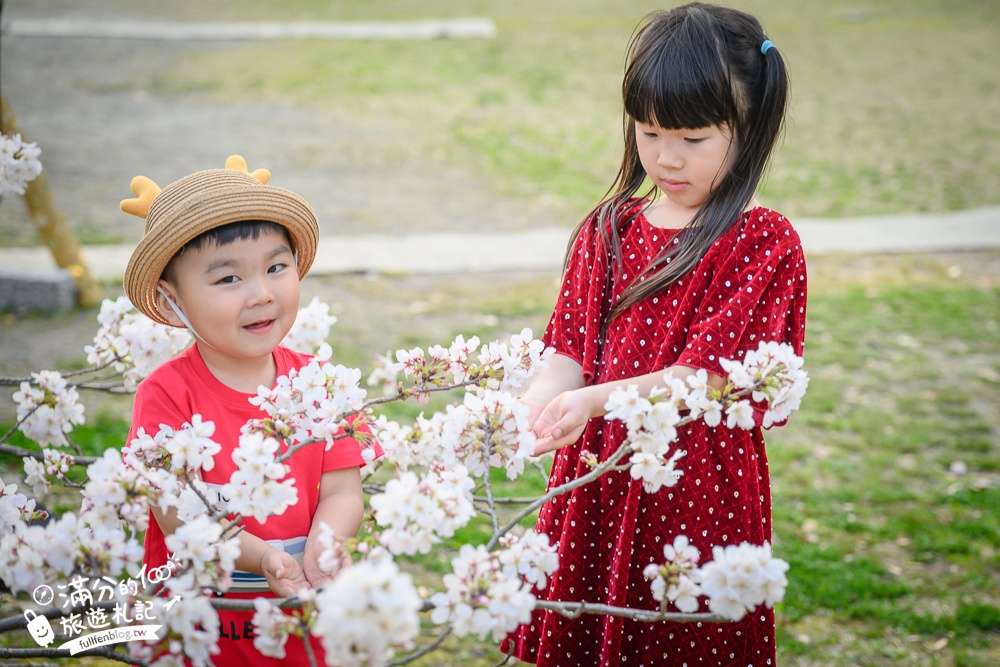 2025福岡【舞鶴公園櫻花季】最新花況!福岡城跡點燈&大濠公園,穿和服賞櫻超好看!