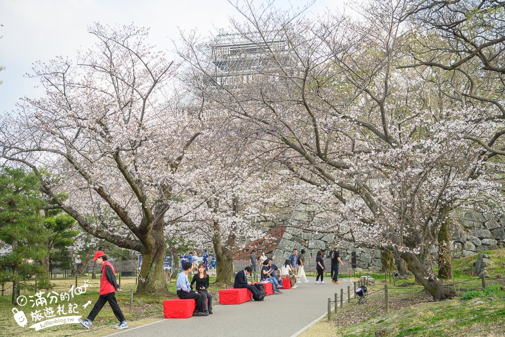 2025福岡【舞鶴公園櫻花季】最新花況!福岡城跡點燈&大濠公園,穿和服賞櫻超好看!