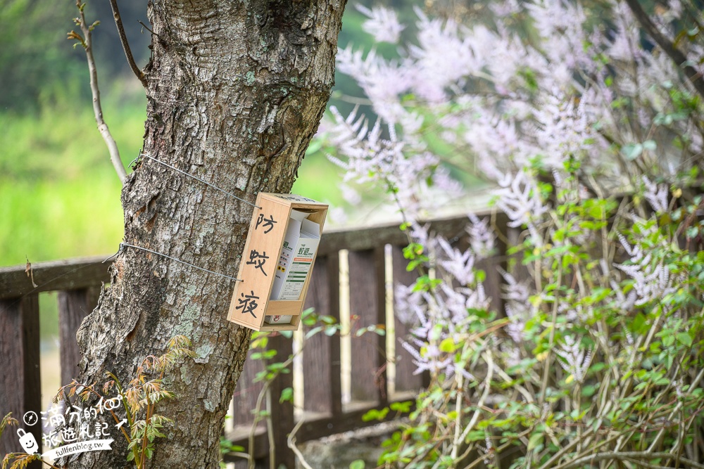 南投【清水溝溪麝香木花道】近瑞龍宮的麝香木花瀑布.麝香木花谷好震撼,綿延2公里的麝香木花道免費看!