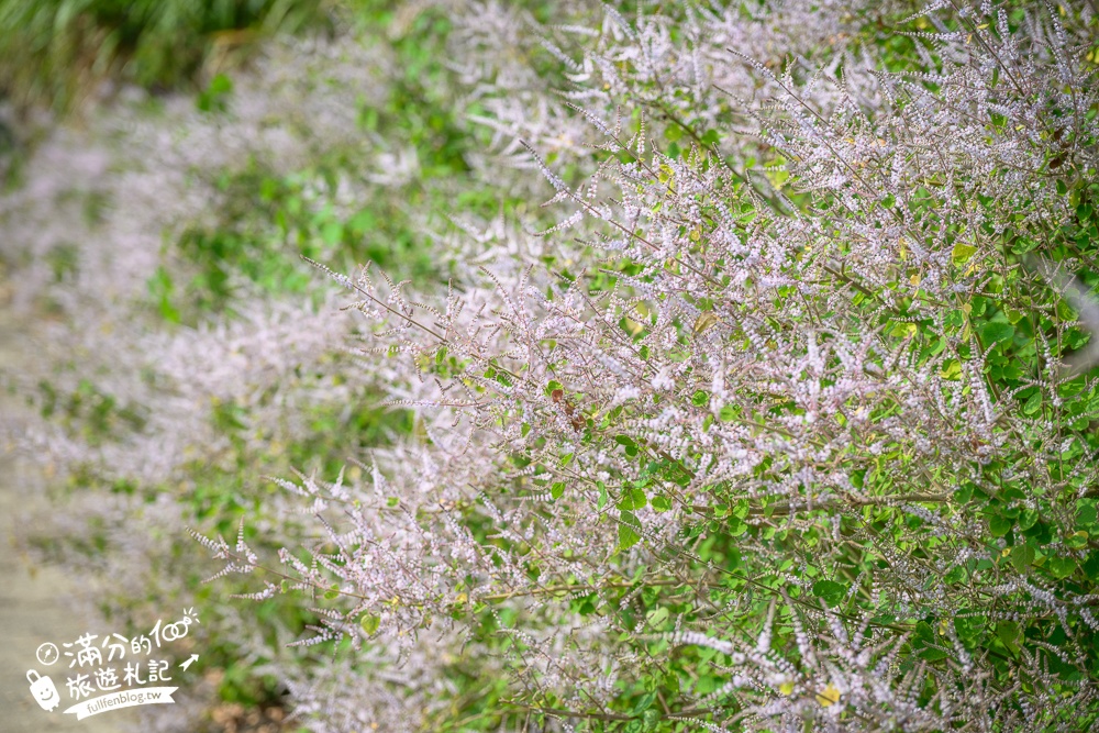 南投【清水溝溪麝香木花道】近瑞龍宮的麝香木花瀑布.麝香木花谷好震撼,綿延2公里的麝香木花道免費看!