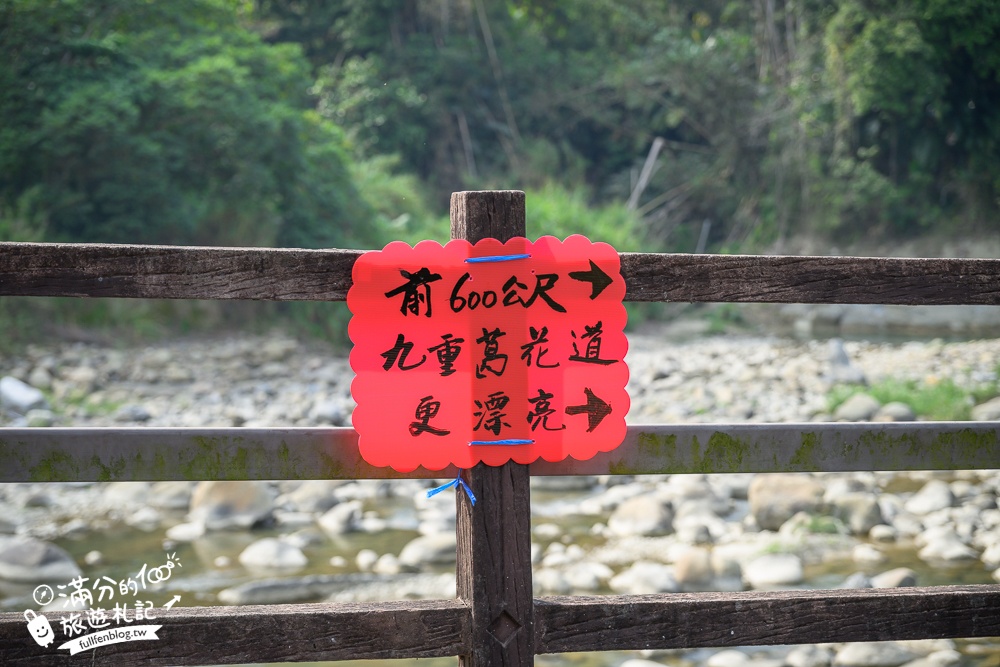 南投【清水溝溪麝香木花道】近瑞龍宮的麝香木花瀑布.麝香木花谷好震撼,綿延2公里的麝香木花道免費看!