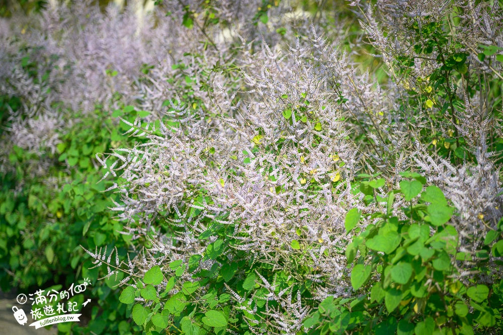 南投【清水溝溪麝香木花道】近瑞龍宮的麝香木花瀑布.麝香木花谷好震撼,綿延2公里的麝香木花道免費看!