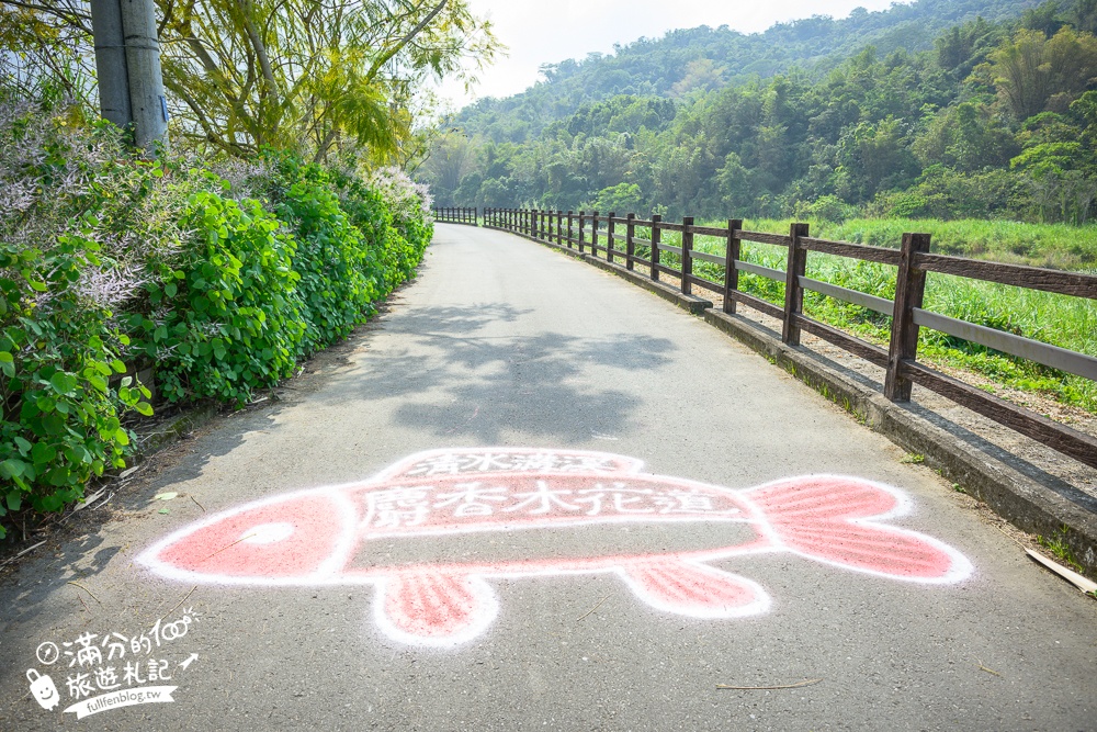 南投【清水溝溪麝香木花道】近瑞龍宮的麝香木花瀑布.麝香木花谷好震撼,綿延2公里的麝香木花道免費看!