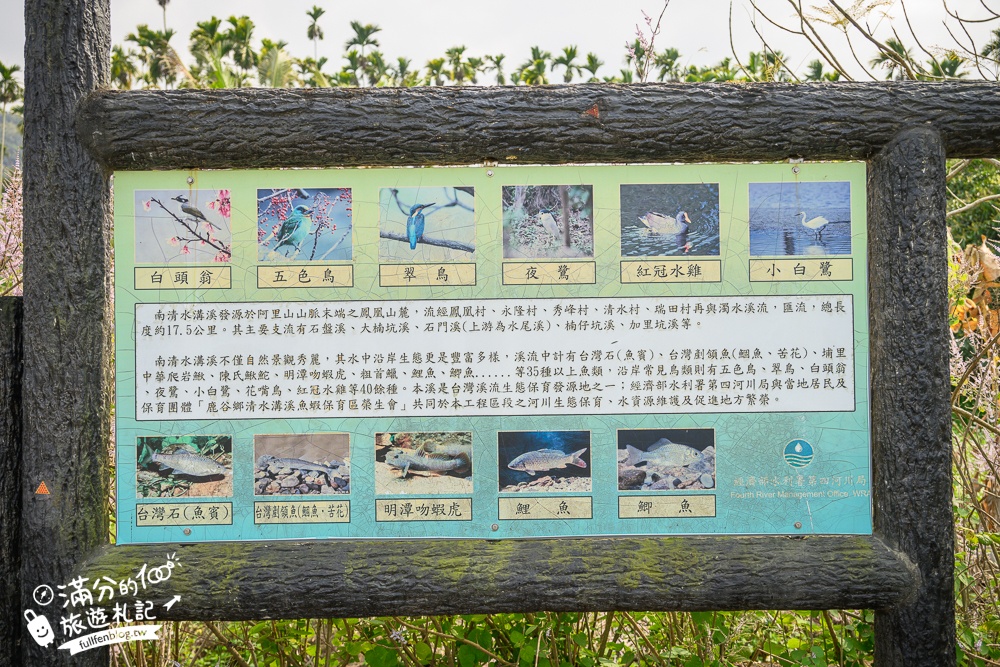 南投【清水溝溪麝香木花道】近瑞龍宮的麝香木花瀑布.麝香木花谷好震撼,綿延2公里的麝香木花道免費看!